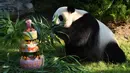Panda Yuan Meng mendekati kue ulang tahunnya di Kebun Binatang Beauval di Saint-Aignan-sur-Cher, Prancis (4/8). Yuan Meng yang lahir di Prancis saat ini telah berumur satu tahun. (AFP Photo/Guillaume Souvant)