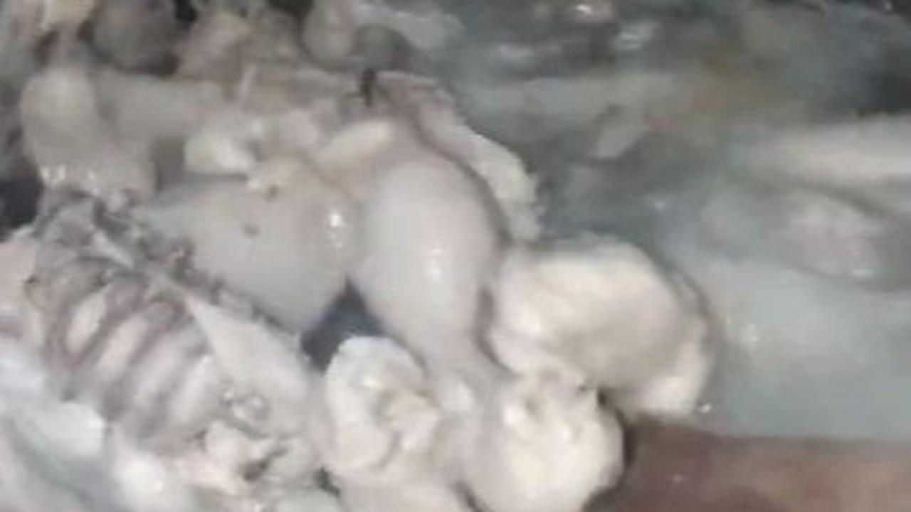 Gunakan Ayam Kampung yang Masih Muda