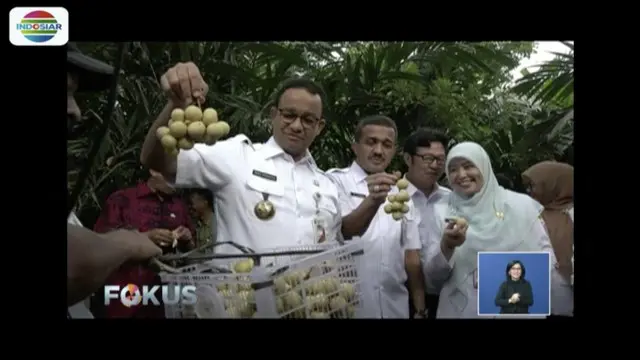 Gubernur DKI Jakarta Anies Baswedan hadiri panen dukuh dan salak di Condet, Jakarta Timur.