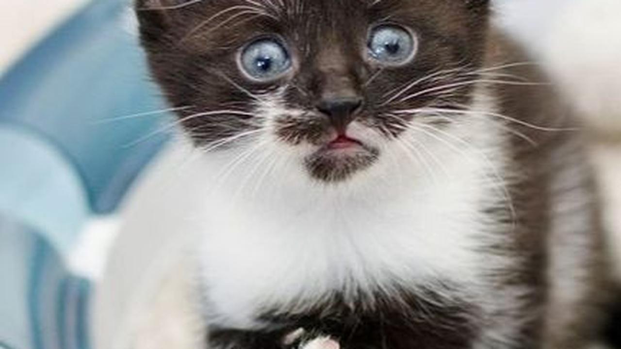7 Rekomendasi Pasir Kucing Tofu atau Soya Litter untuk Kotoran Anabul, Tak Bikin Berdebu