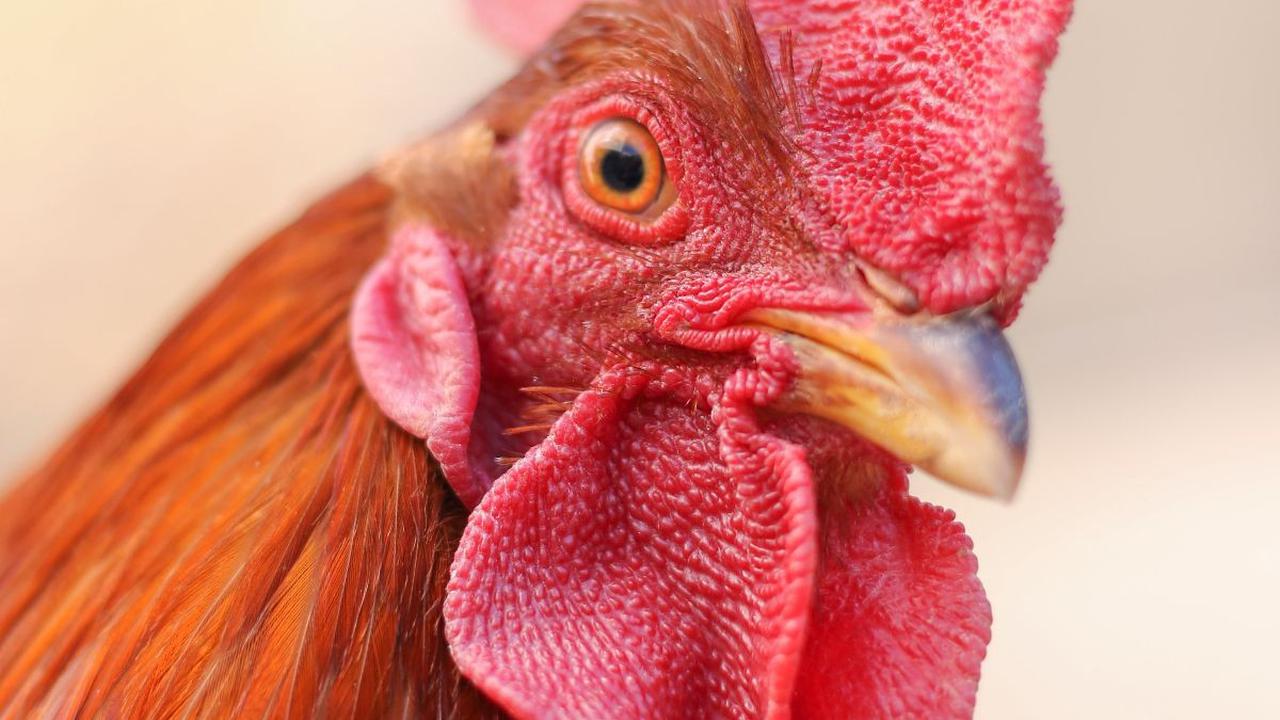 <b>Mitos dan Kepercayaan tentang Ayam Berkokok Tengah Malam</b>