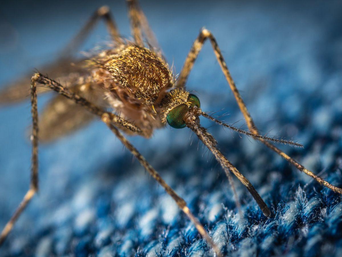 <b>Apa itu Nyamuk Wolbachia?</b><br>
