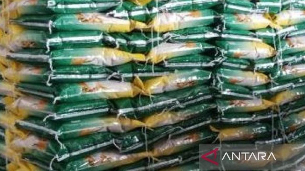 Tahukah Anda? Stok Beras Babel Aman Hingga Berbulan-bulan ke Depan, Harga Tetap Stabil!