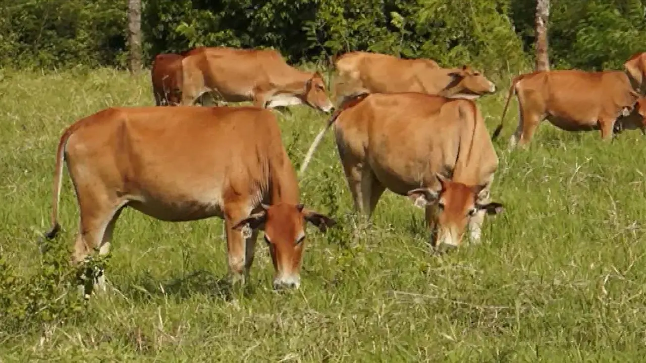 Sunan Kudus, Sapi