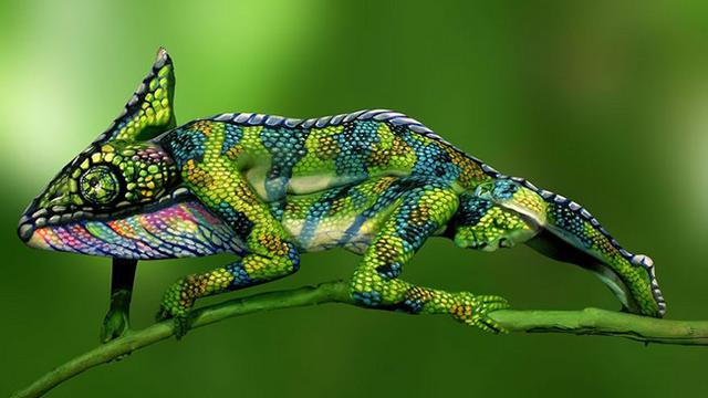 Gambar Bunglon yang Sesungguhnya Bukan Bunglon