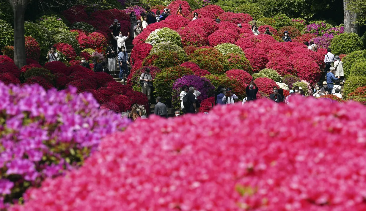 Untuk menikmati keindahan deretan bunga azalea di Kuil Nezu Shrine, para wisatawan hanya perlu merogoh kocek sekitar 200 yen atau setara Rp 27 ribu. (AP Photo/Eugene Hoshiko)