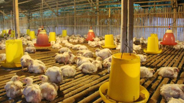 Harga Ayam Potong di Peternak Naik, Kementan Minta Masyarakat Tak Perlu Khawatir