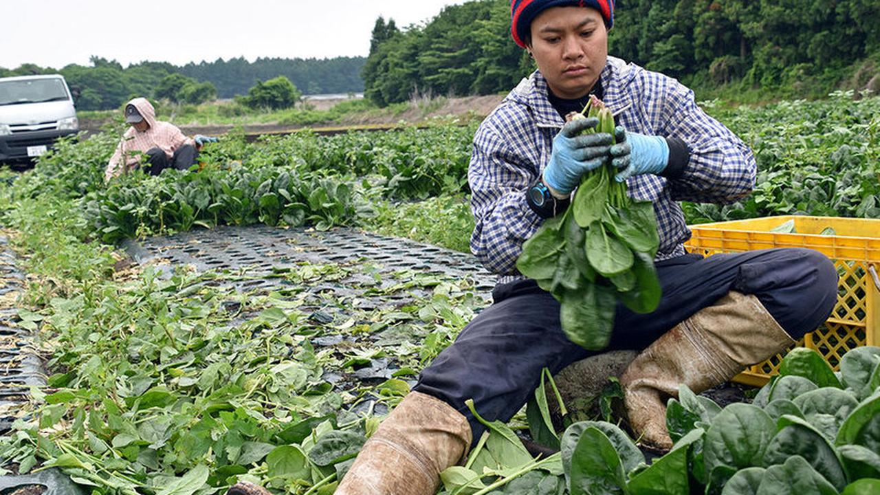 pekerja di jepang