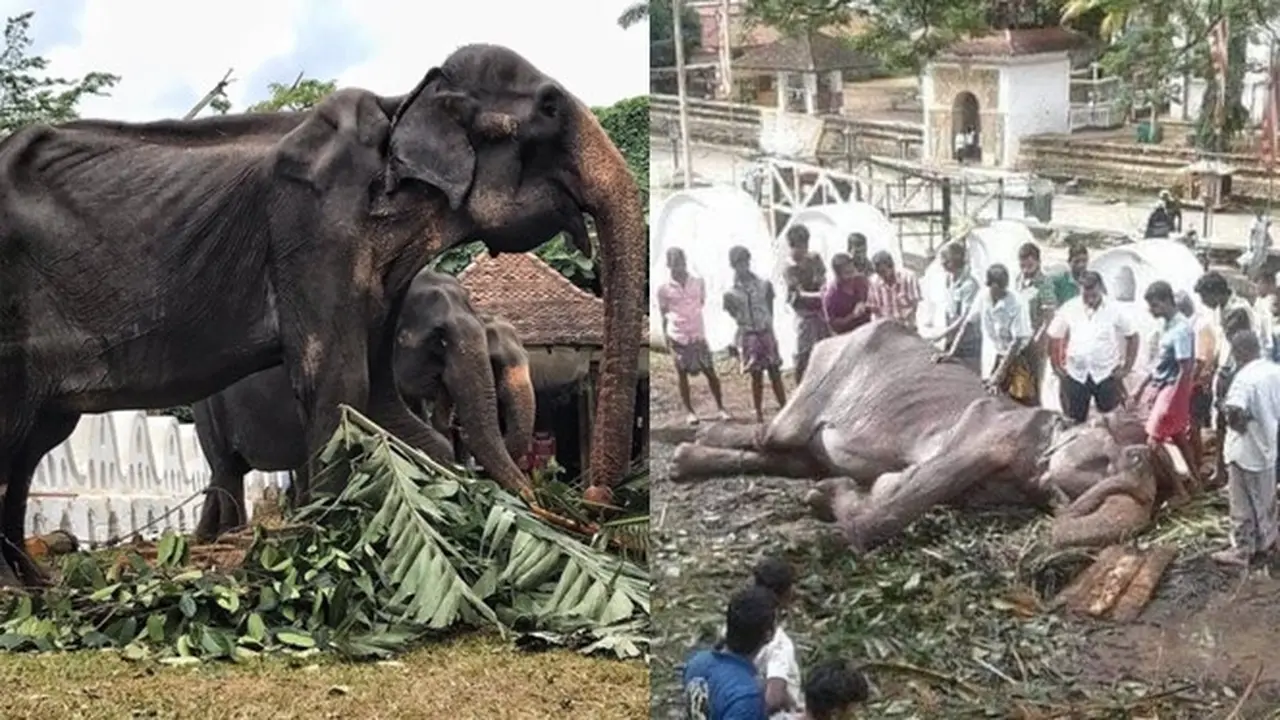 Tragis, Gajah Kurus yang Dipaksa 'Bekerja' Tiap Malam Akhirnya Mati
