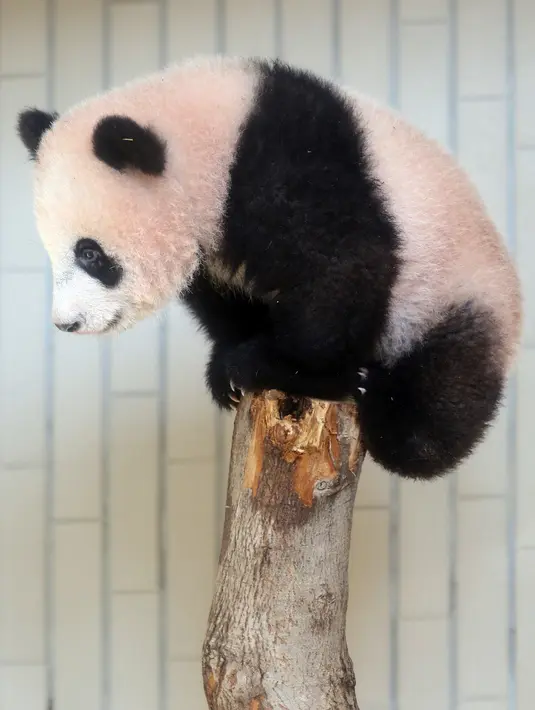 Panda Xiang Xiang berada di batang pohon saat bermain di kandangnya di Kebun Binatang Ueno di Tokyo, Jepang (18/12). Xiang Xiang yang lahir 6 bulan yang lalu di Jepang mulai diperlihatkan pada tanggal 18 Desember 2017. (AFP Photo/Yoshikazu Tsuno)