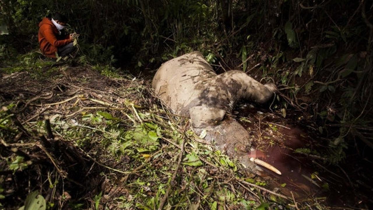 Kondisi mengenaskan gajah usia 7 tahun ditemukan mati di Aceh