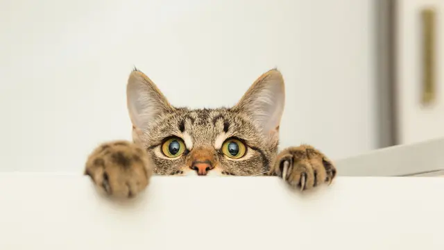 Jangan Langsung Digendong, Begini Cara Tepat Memperkenalkan Diri pada Kucing