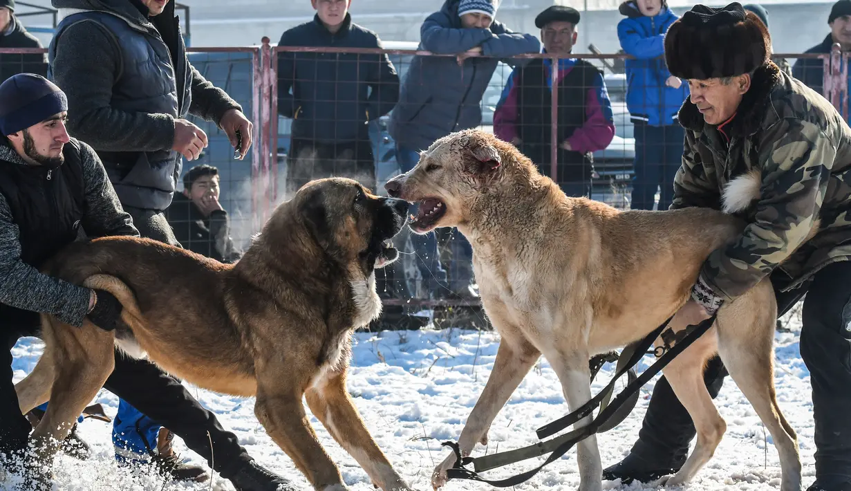 Dua pria memegang masing-masing anjing Alabay miliknya saat bersiap  memulai pertarungan di arena pertarungan bersalju di Kota Bishkek, Kyrgyzstan (18/11). (AFP Photo/Vyacheslav Oseledko)