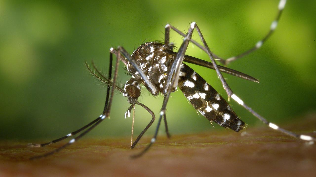 Aedes aegypti