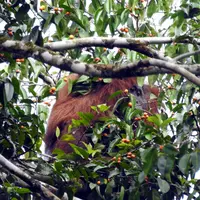Ajakan #PelukUntukOrangUtan untuk peduli, mendukungm dan melindungi habitat orang utan di Hutan Wahea dan sekitarnya.