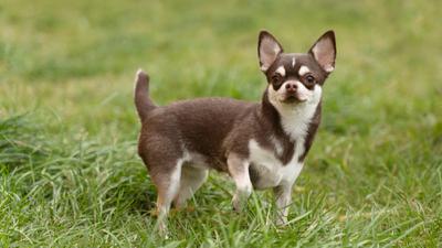 Kisah Comando, Chihuahua Mungil Jadi Anjing Pelacak Garda Nasional Meksiko