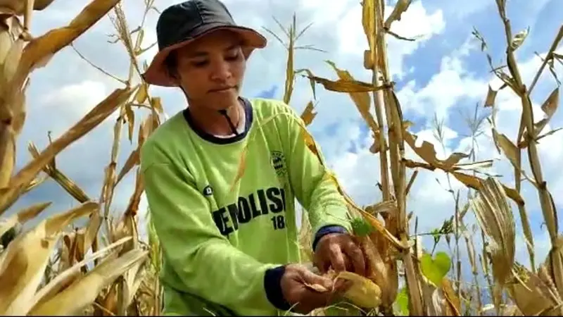 Seorang petani di Desa Done, Kecamatan Magepanda, Kabupaten Sikka, Nusa Tenggara Timur (NTT), terpaksa memanen paksa jagung miliknya. (Liputan6.com/Dionisius Wilibardus)