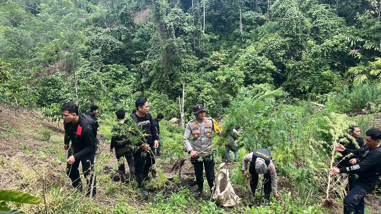 FOTO: Polda Sumsel Bongkar Ladang Ganja 20 Hektar di Empat Lawang