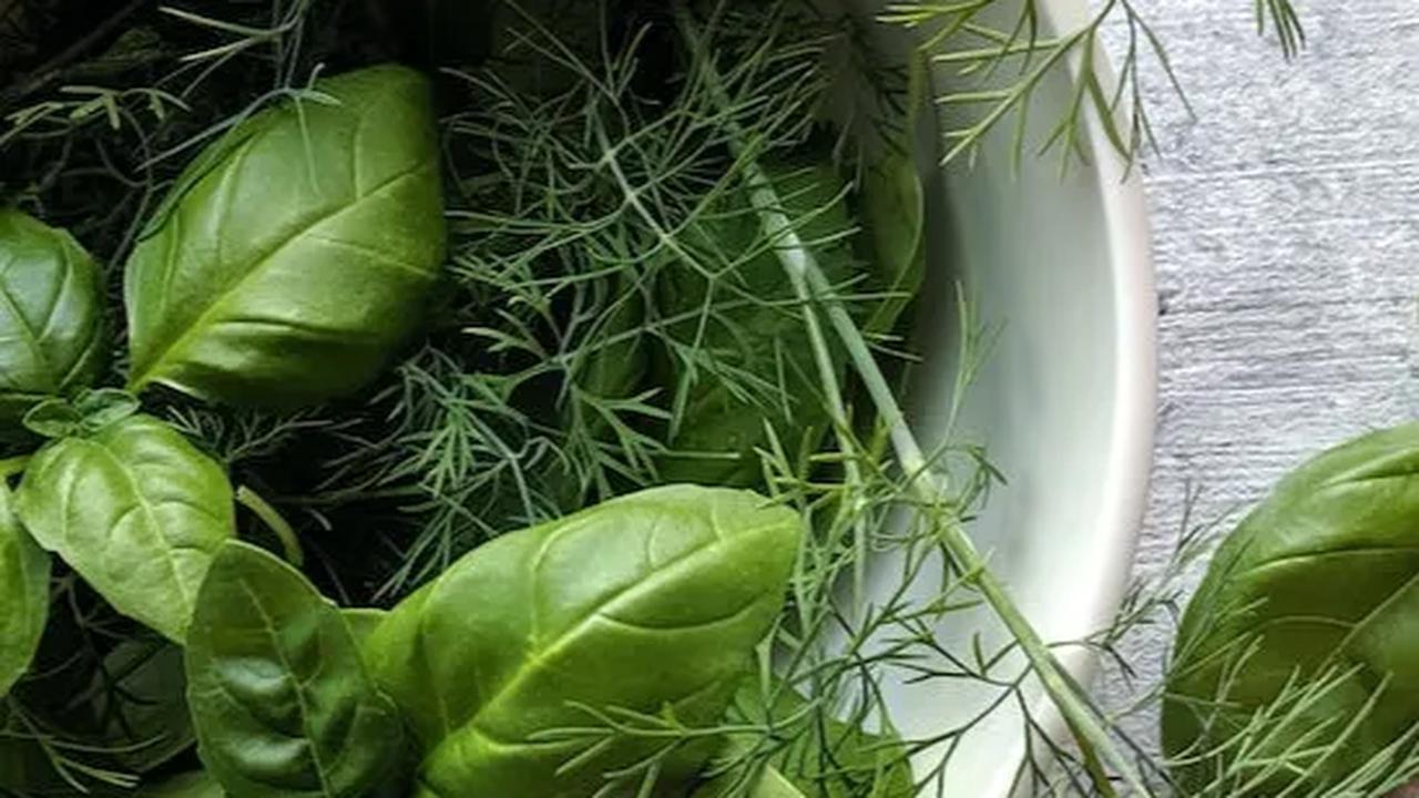 8 Manfaat Sehat dari Daun Kemangi, Jaga Kesehatan Jantung Hingga Atasi Bau Badan