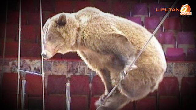 Video Menggemaskan Beruang Berjalan Lincah Di Atas Tali Global Liputan6 Com