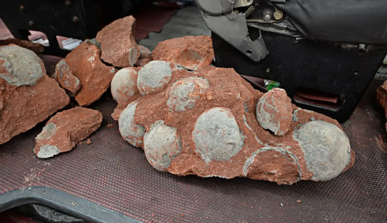 Petugas perbaikan jalan di Tiongkok menemukan fosil telur Dinosaurus saat menggali untuk pipa pembuangan, Heyuan, Tiongkok, Kamis (23/4/2015). Pekerjaan galian tanah di area seluas 1,3 km2 terpaksa dihentikan untuk penelitian. (AFP Photo/China Out)