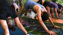 Peserta melakukan gerakan Yoga saat mengikuti program kelas di Golden Road Pub di Los Angeles (7/5). Yoga bersama kambing ini menjadi tren di Amerika Serikat. Biasanya Yoga ini digelar di kelas, pub bahkan peternakan kambing. (AFP Photo/Mark Ralston)