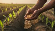 Cara Menanam Jagung Manis dari Benih hingga Panen agar Tongkol Besar dan Manis