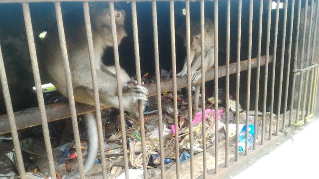 Ilustrasi – Dua ekor monyet tinggal di kandang yang serupa tempat sampah, di Pamandian Air Panas, Cipari, Cilacap, Jawa Tengah, Desember 2017. (Foto: Liputan6.com/Muhamad Ridlo)