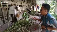 Viral Kambing Ini Ngerti Bahasa Manusia, Anggukkan Kepala saat Ditanya