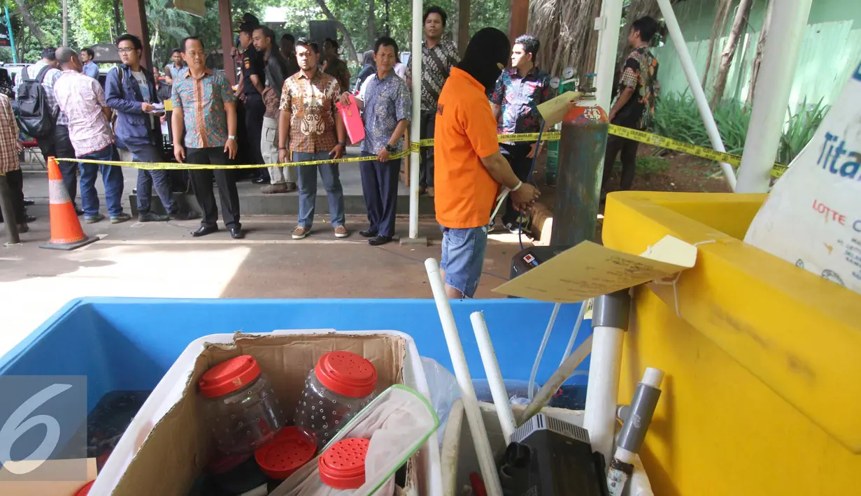 Pelaku perdagangan ilegal bibit lobster atau benur bersama barang bukti di perlihatkan di Polda Metro Jaya, Jakarta, Jumat (23/12). Polisi mengamankan 27.000 benur jenis pasir, 1.500 benur jenis mutiara, satu tabung oksigen. (Liputan6.com/Gempur M. Surya)