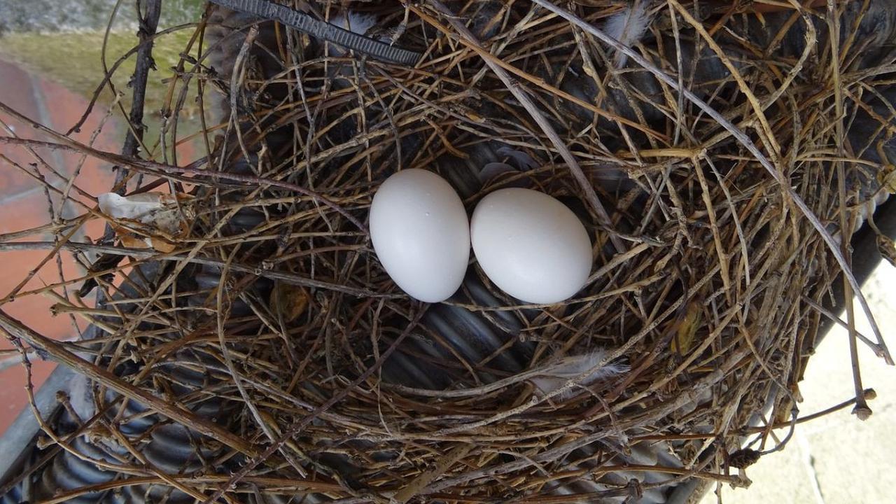 2. Membuang Telur Burung Lain
