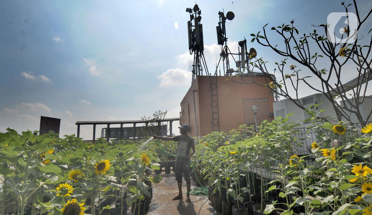 Pekerja menyiram tanaman bunga matahari di Bogor Sky Garden, Mall BTM, Kota Bogor, Jawa Barat, Minggu (13/06/2021). Taman bunga matahari di atap gedung pusat perbelanjaan itu menjadi lokasi wisata alternatif secara gratis bagi pengunjung dalam mengisi libur akhir pekan. (merdeka.com/Arie Basuki)
