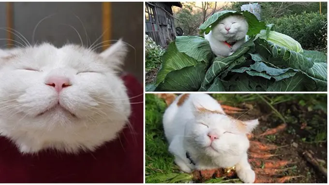 Foto: copyright  Boredpanda.com