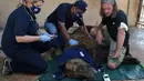 Satu dari dua beruang cokelat Suriah dibius dan diperiksa di kebun binatang, di Tyre, Lebanon, Minggu (18/7/2021). Animals Lebanon akan merelokasi dua beruang yang diselamatkan dari kebun binatang pribadi tersebut menuju Amerika Serikat untuk dilepaskan ke alam liar. (AP Photo/Bilal Husein)