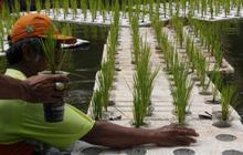 FOTO: Kreativitas Petugas UPS Badan Air Dinas Lingkungan Hidup Jakarta Mengubah Waduk Elok Menjadi Sawah Apung