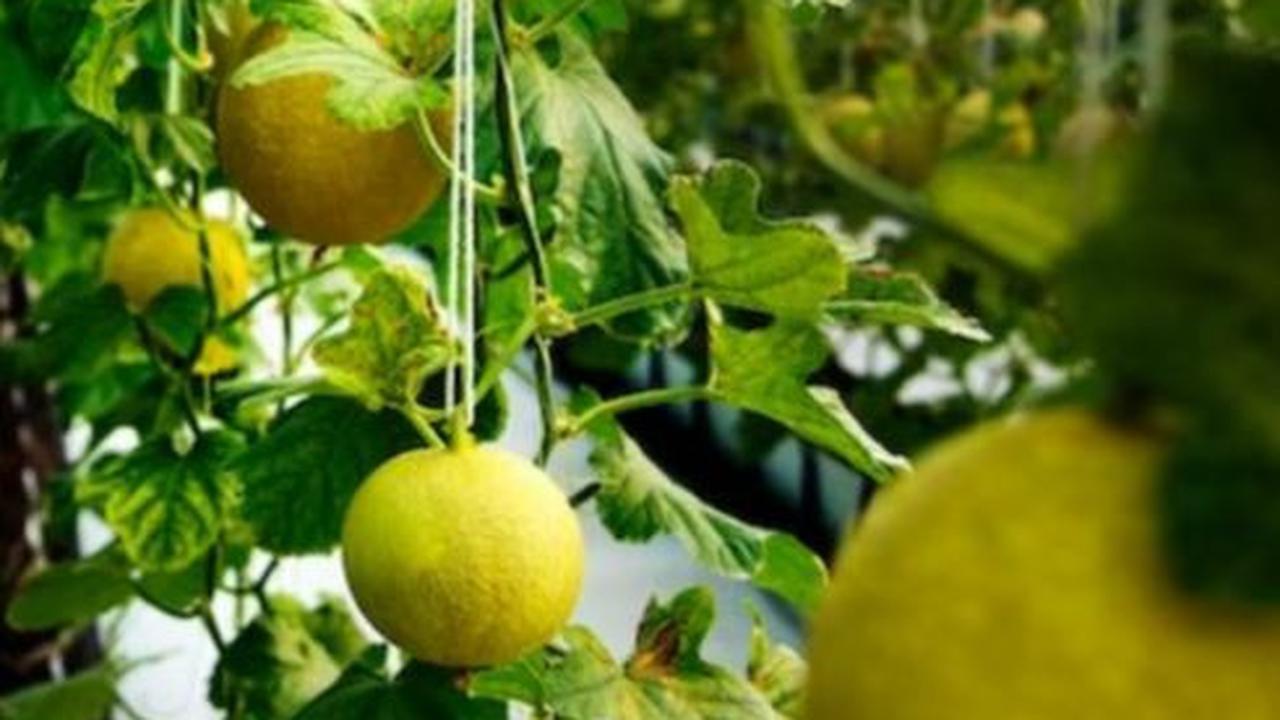 Orang Tua Bolak-balik Rugi Gagal Panen Melon, Pemuda Ini Coba Tanam di Lahan Sempit Depan Rumah, Tak Disangka Cuannya Berlipat Ganda