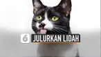Tentunya kucing bukan sedang menirukan tingkah anjing, ada alasannya.
