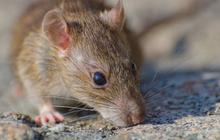 8 Bahan Sederhana dan Alami yang Bisa Langsung Usir Tikus, Kecoak dan Semut dari Rumah