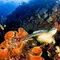 Top 3 Berita Hari Ini: Kata Kemenpar soal Turis China Diduga Berburu Penyu di Raja Ampat