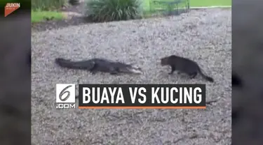 Nyali kucing rumahan bernama Mugsy ini memang besar. Ia nekat mendekati tiga ekor buaya rawa yang akan mencoba menyerangnya. Bukan cuma itu, ia juga berhasil bikin buaya tersebut lari ketakutan hanya dalam sekali gertakan.