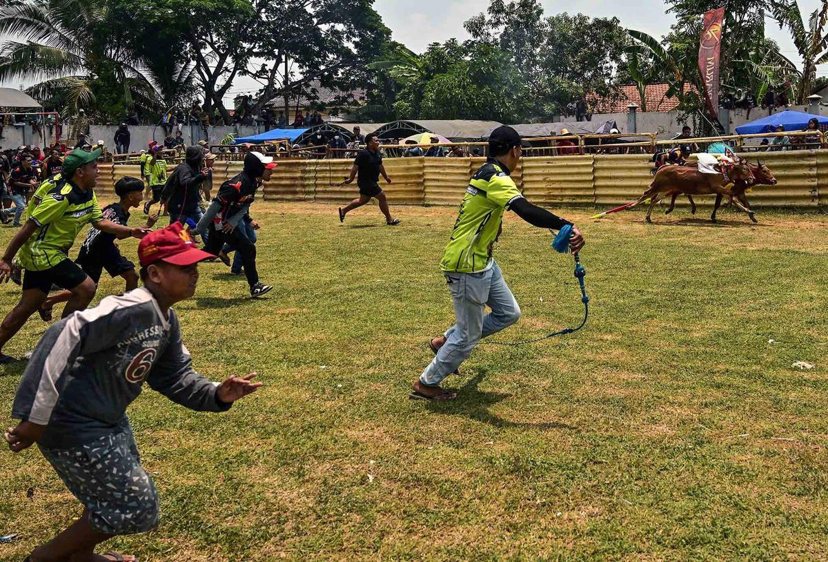 FOTO: Adu Cepat Karapan Sapi di Bangkalan Madura
