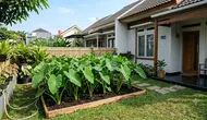 Cara Menanam Kimpul di Pekarangan Rumah Kecil, Panen Melimpah Meski Lahan Terbatas