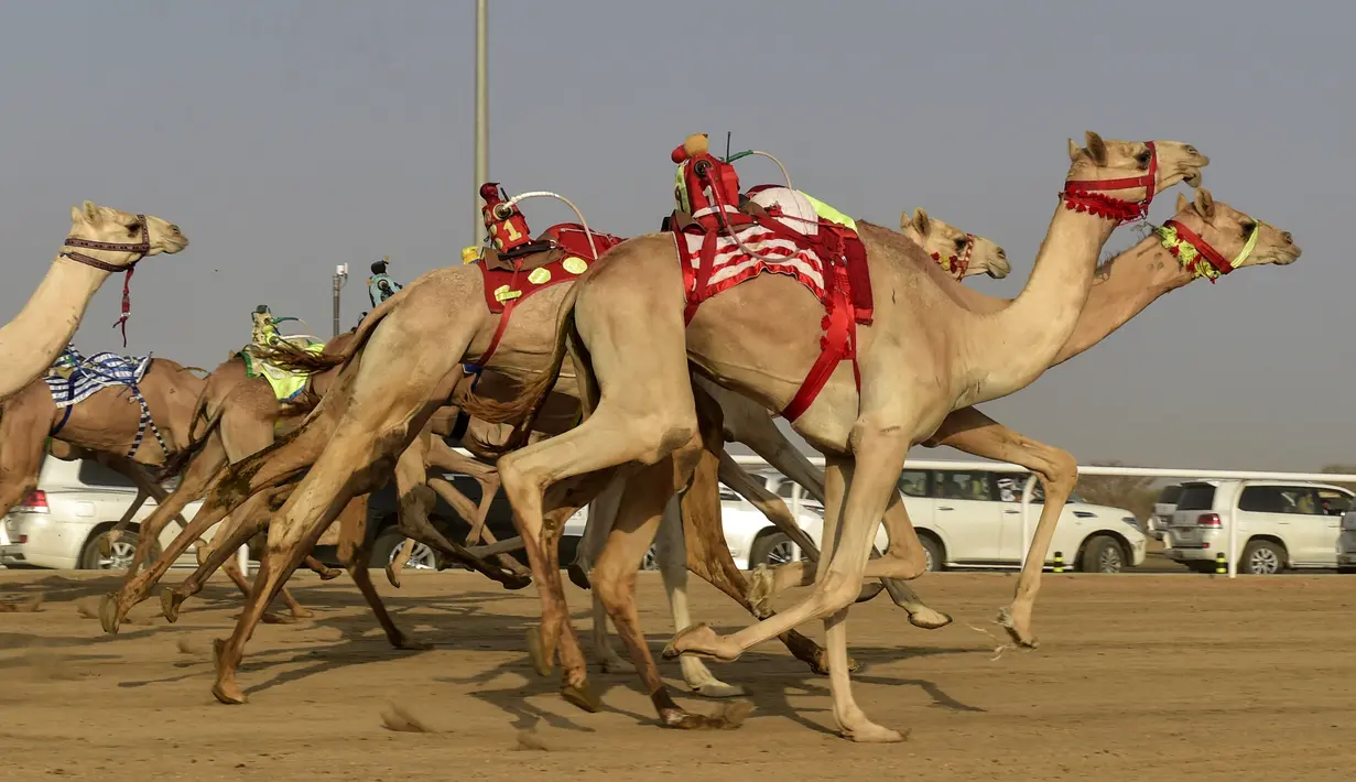 Unta-unta berlari pada awal perlombaan Festival Unta Putra Mahkota di Kota Taif, Arab Saudi, Rabu (11/8/2021). Selain mempromosikan warisan balap unta Arab Saudi, festival ini juga berupaya untuk mendukung pariwisata dan pembangunan ekonomi. (Amer HILABI/AFP)