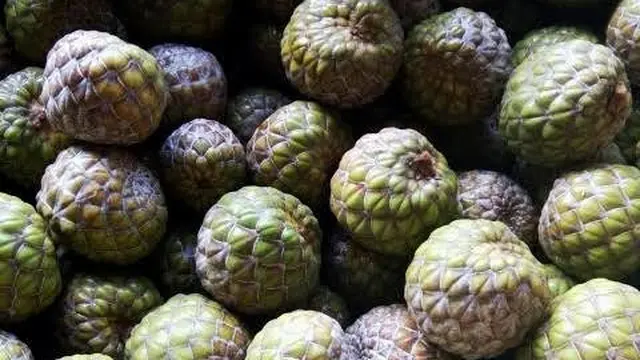 Boh Meuria atau Salak Aceh
