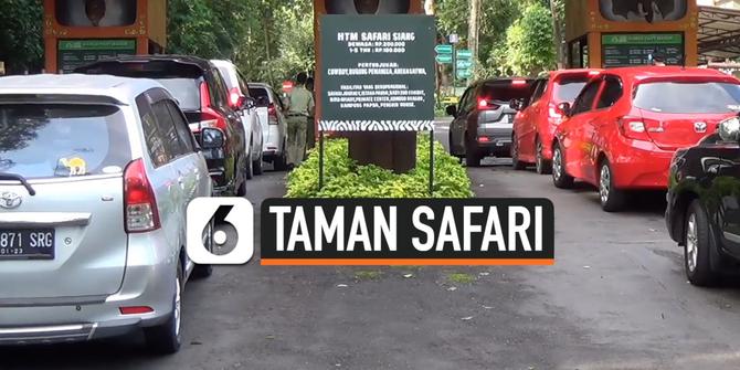 VIDEO: New Normal, Taman Safari Mulai Ramai Dipenuhi Pengunjung