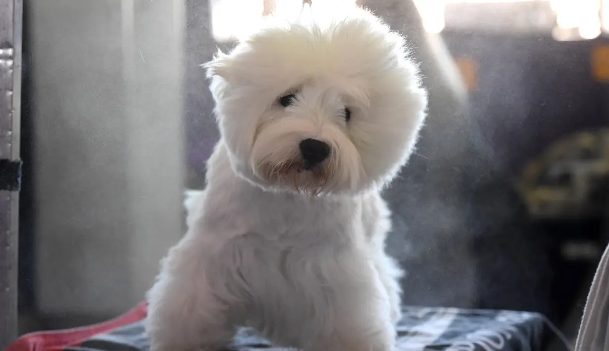 Ekspresi seekor anjing jenis West Highland White Terrier saat bersiap untuk mengikuti kompetisi Westminster Kennel Club 142's Dog Show Tahunan di New York (13/2). (AFP Photo/Timothy A. Clary)