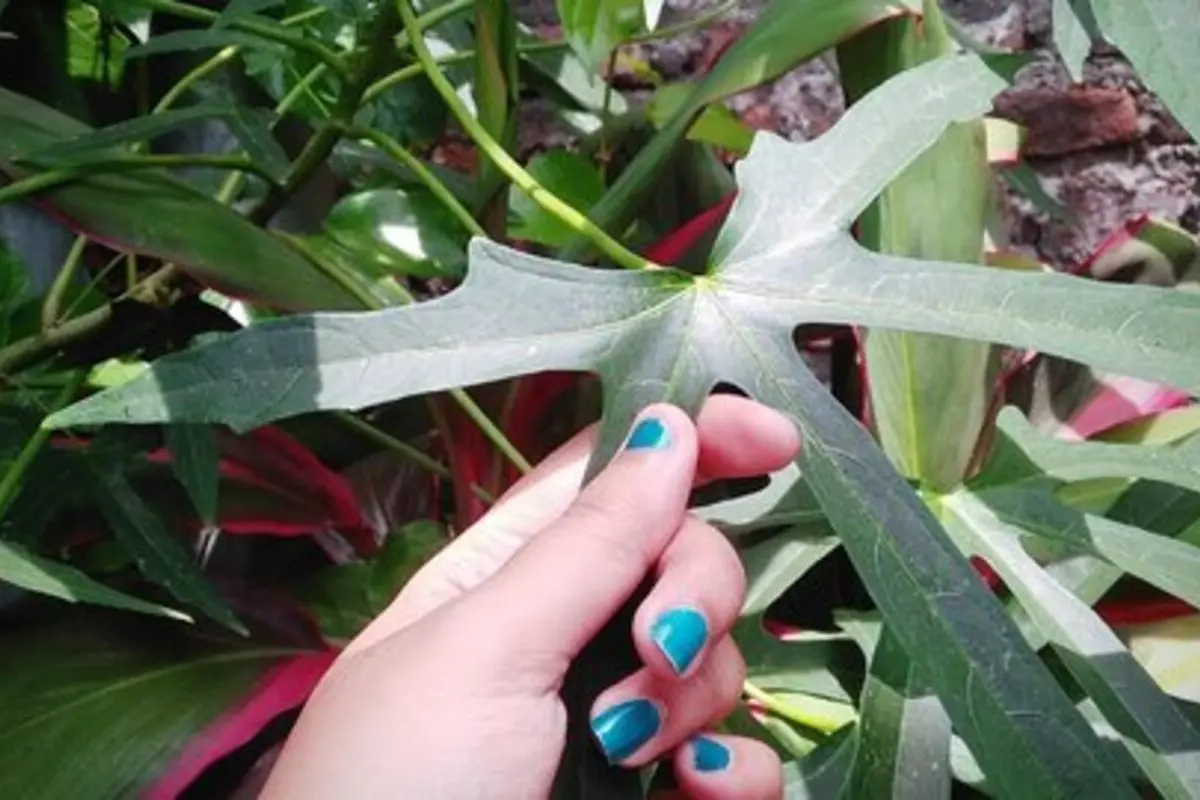 Daun Gedi/merdeka.com