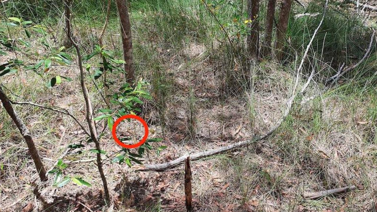Foto ini Buktikan Ular Ahli Menyamar, Mustahil Dikenali Tiba-tiba Bikin Kaget