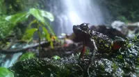 Di air terjun Cisurian, hiduplah satwa endemik asli Jawa, katak merah. Mereka menempel di bebatuan sekitar air terjun. (Panji Prayitno/Liputan6.com)