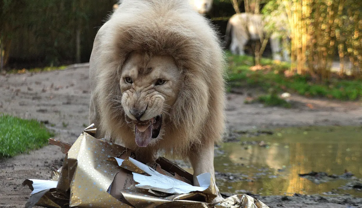 Seekor singa putih Yabou membuka kado Natal yang berisi makanannya di kebun binatang La Fleche di Perancis, (23/12). Menyambut Natal, kebun binatang La Fleche memberikan kado spesial kepada binatang yang ada ditempat tersebut. (AFP/JEAN-FRANCOIS MONIER)